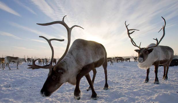 Article about the amazing reindeer nose available online