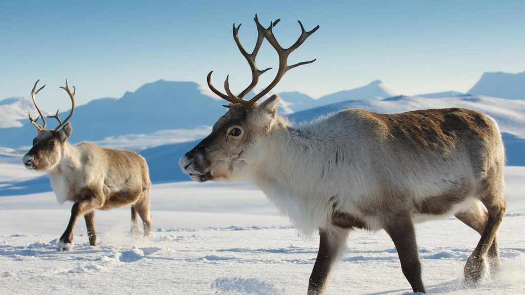 Popular scientific article about the magical reindeer nose